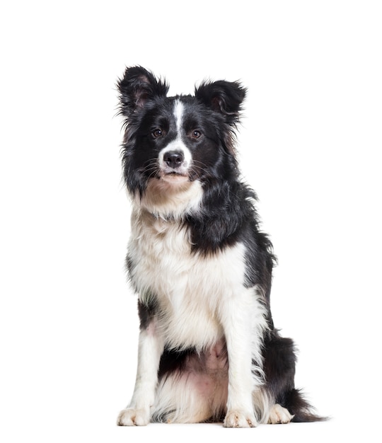 Border Collie dog sitting