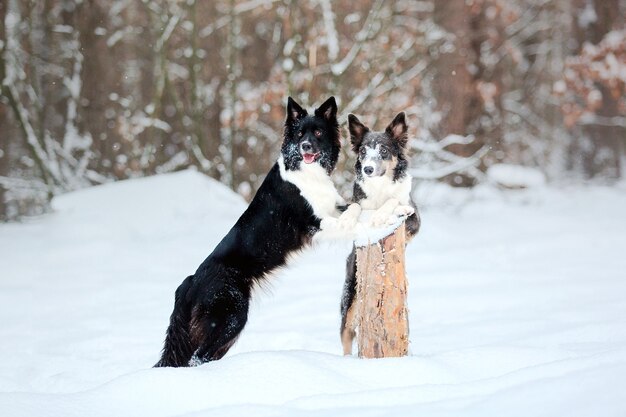 雪のボーダーコリー犬