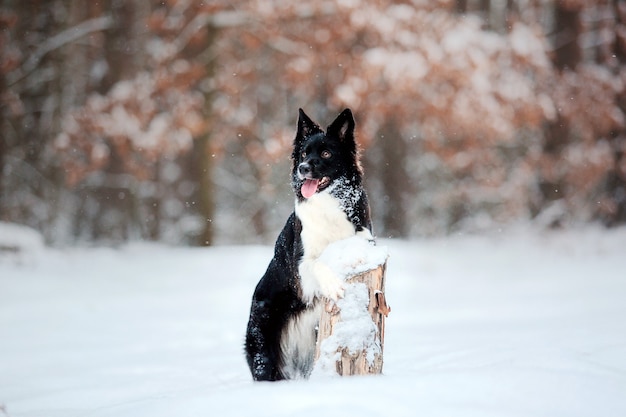 雪のボーダーコリー犬