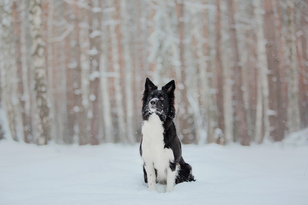 雪のボーダーコリー犬