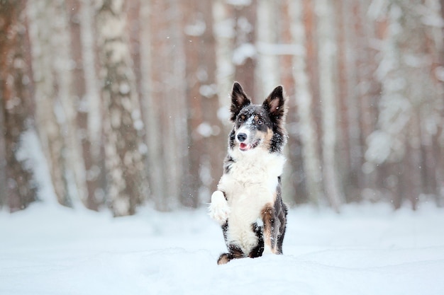 雪のボーダーコリー犬