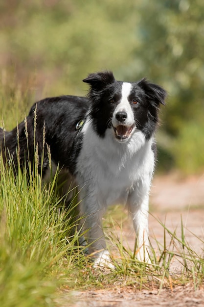 Foto border collie in piedi nell'erba verde cane a passeggiata