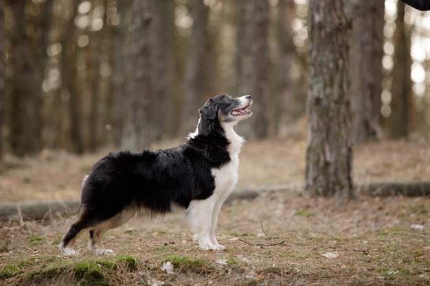 A border collie dog stands in a forest