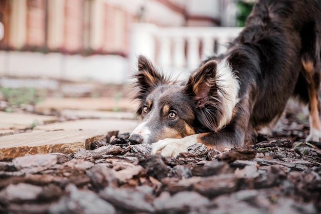 散歩中のボーダーコリー犬