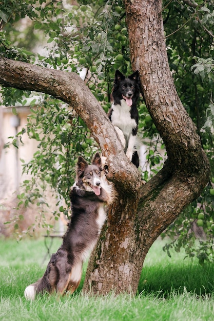 散歩中のボーダーコリー犬