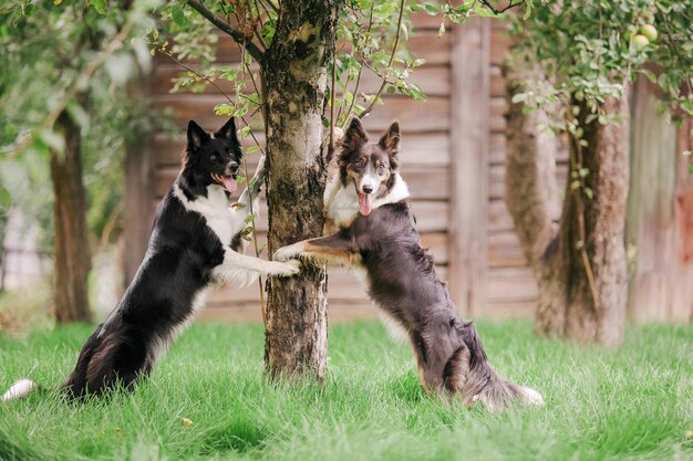 散歩中のボーダーコリー犬