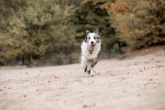 Photo border collie dog walking during fall season dog in autumn