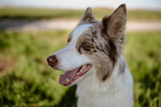 A border collie dog with a pink tongue