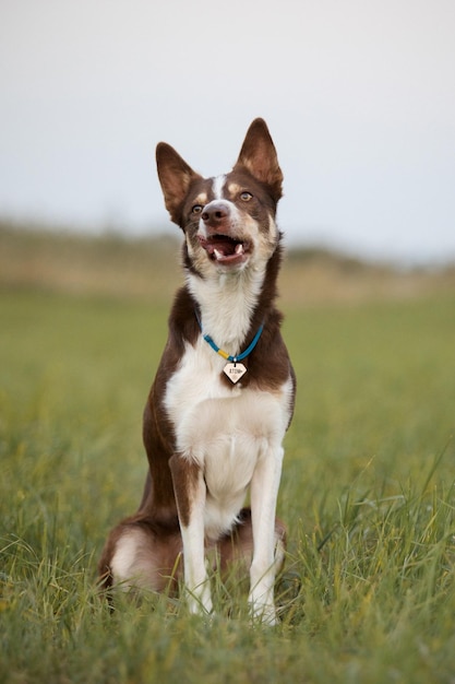 Border Collie dog with tongue out and happy face on the walk