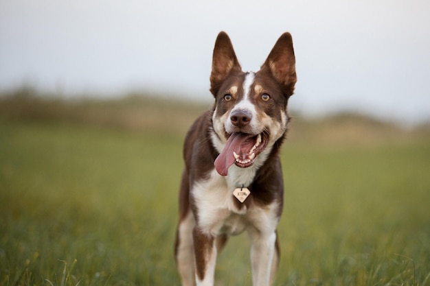 Border Collie dog with tongue out and happy face on the walk