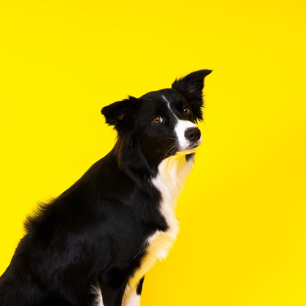 Border collie dog years old standing against yellow and red background