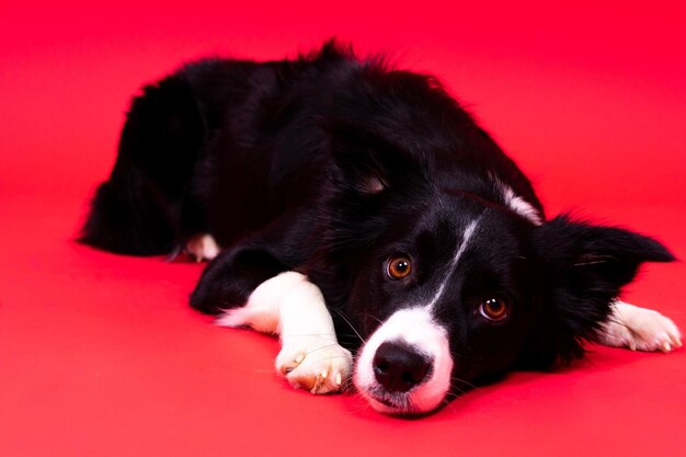 黄色と赤の背景に立っているボーダーコリー犬