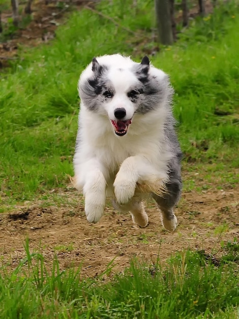 Border Collie dog