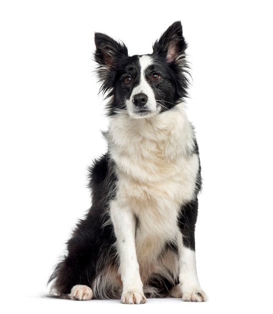 Cane border collie