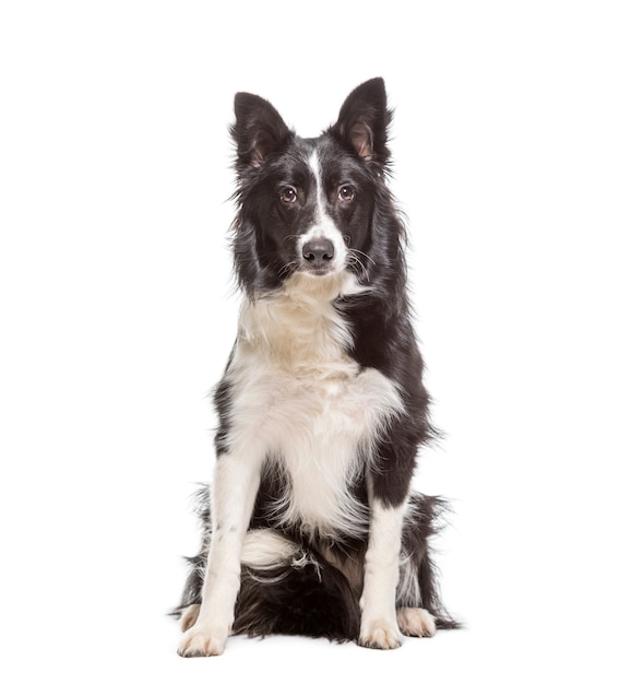 Border Collie dog