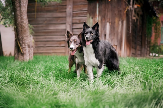 Border Collie dog