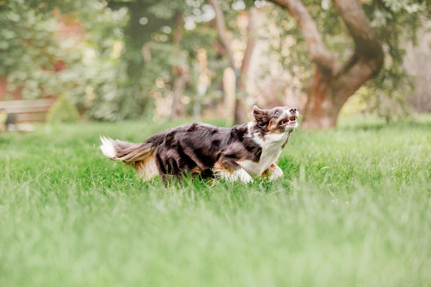 ボーダーコリー犬