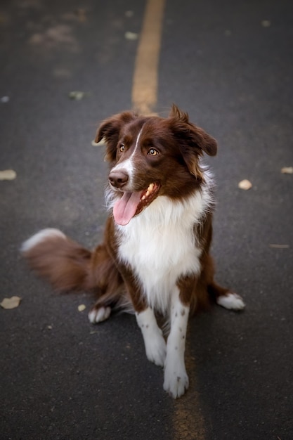 Border Collie dog