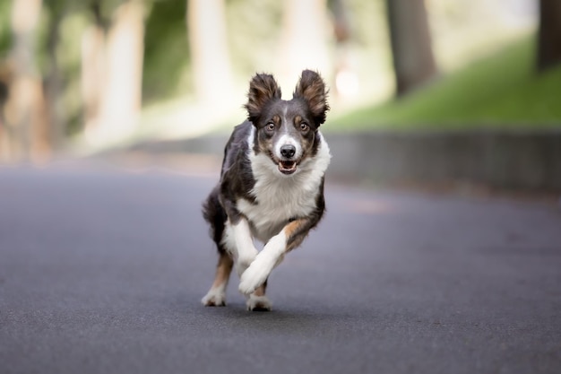 ボーダーコリー犬