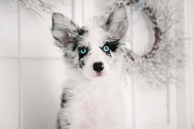 Border Collie dog