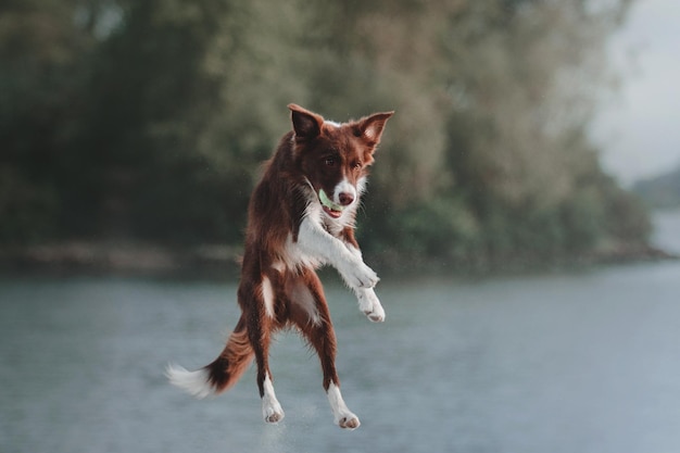 ボーダーコリー犬