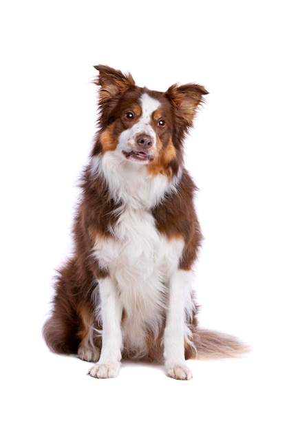 Border collie dog