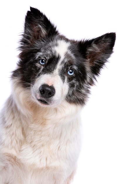 Border collie dog