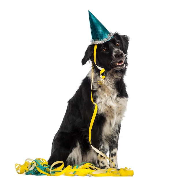 Border Collie draagt een feestmuts en zit in serpentines