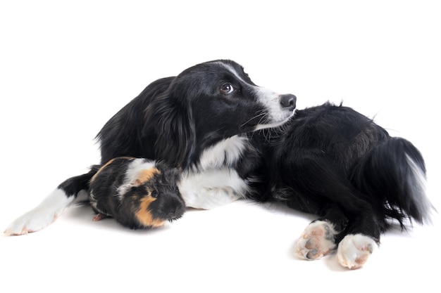 Border collie en cavia