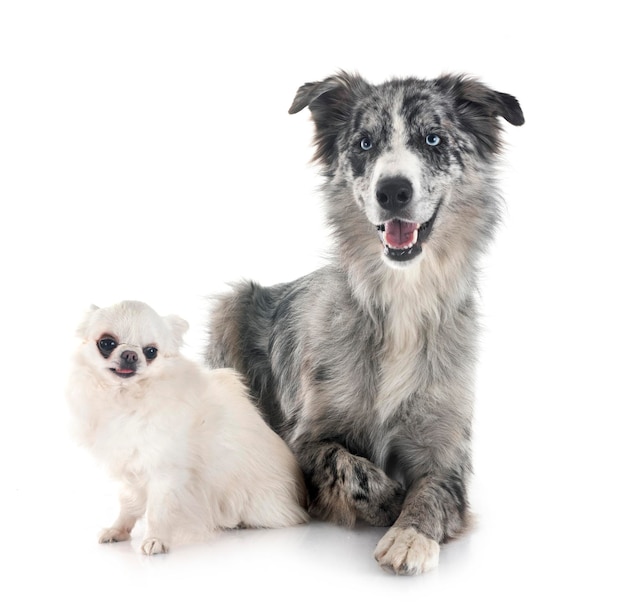 Border Collie en Chihuahua in de studio.