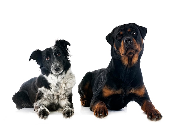 Border collie en rottweiler voor witte achtergrond