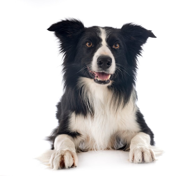 Border collie in front of white background