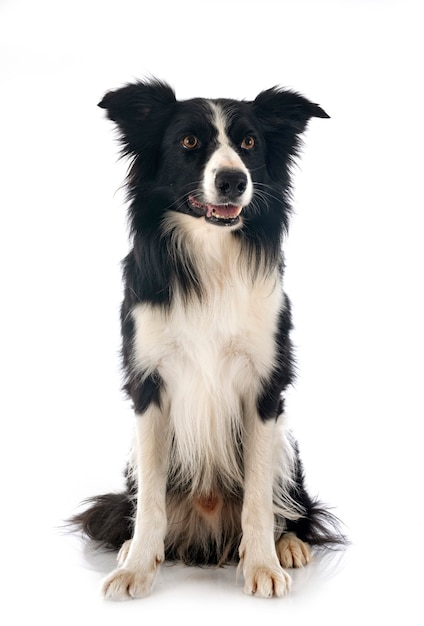 Border collie in front of white surface