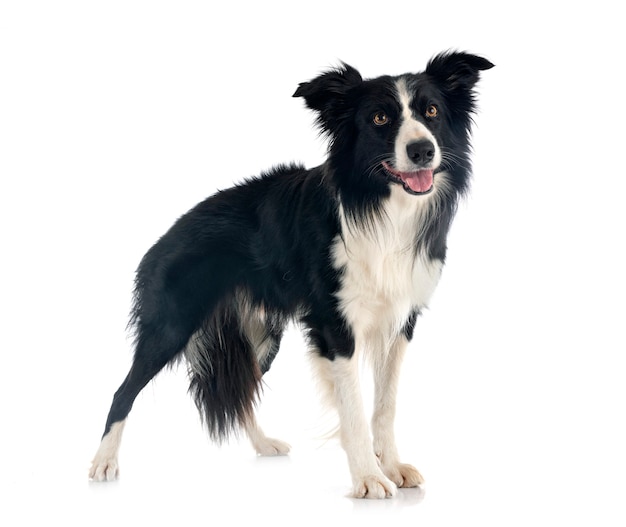 Border collie in front of white surface