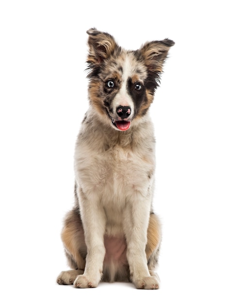 Border collie in front of a white wall