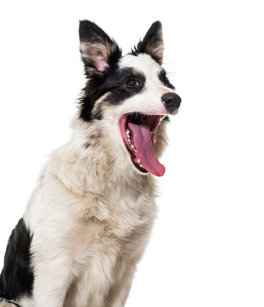 Border Collie gieren tegen een witte achtergrond