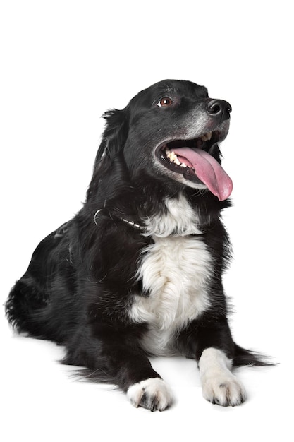 Border collie-herdershond