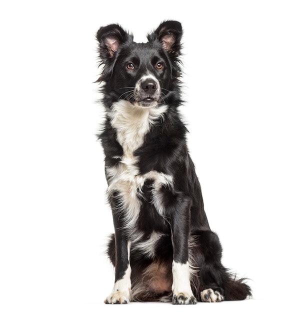 Border Collie hond, 1 jaar oud, zittend tegen een witte achtergrond