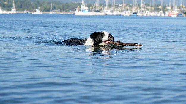 Foto border collie-hond die in de zomer de stok op het strand speelt