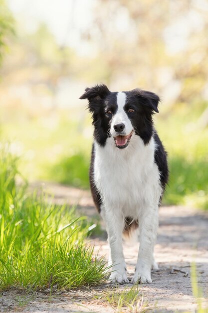 Border Collie hond die in het groene gras staat Hond op wandeling