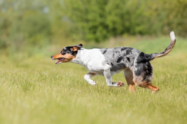 Border collie hond die op het groene gras loopt