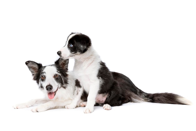 Border collie hond en puppy