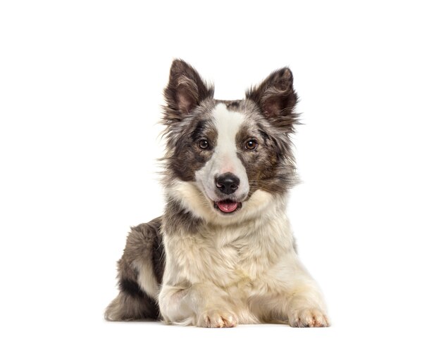 Border collie-hond het liggen