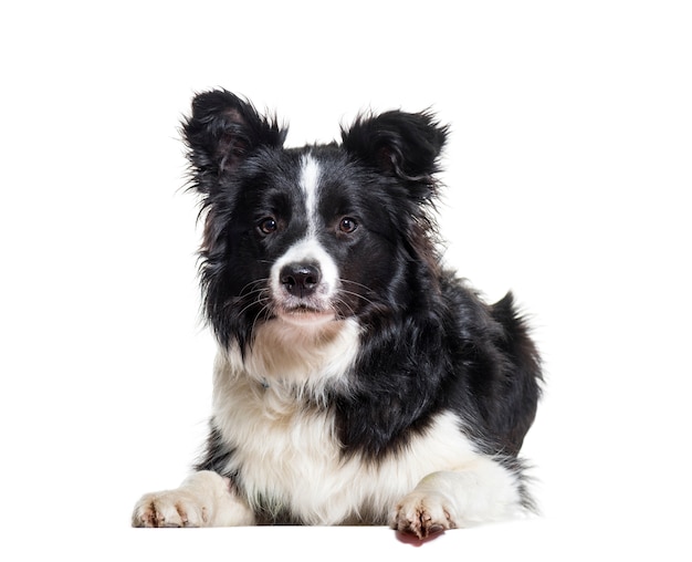 Border collie-hond het liggen