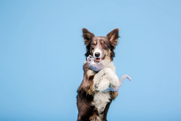 Border Collie-hond in de fotostudio op de blauwe achtergrond