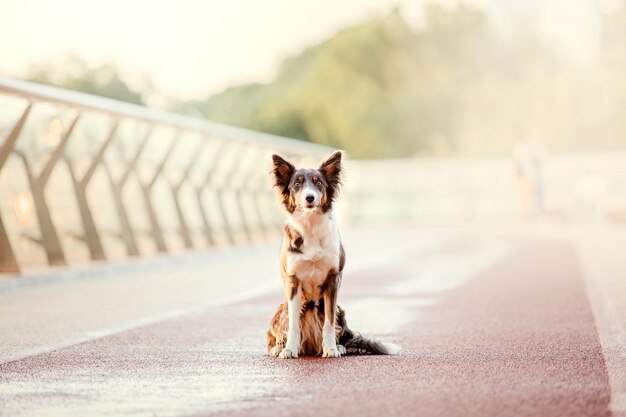 Border collie-hond in de ochtend