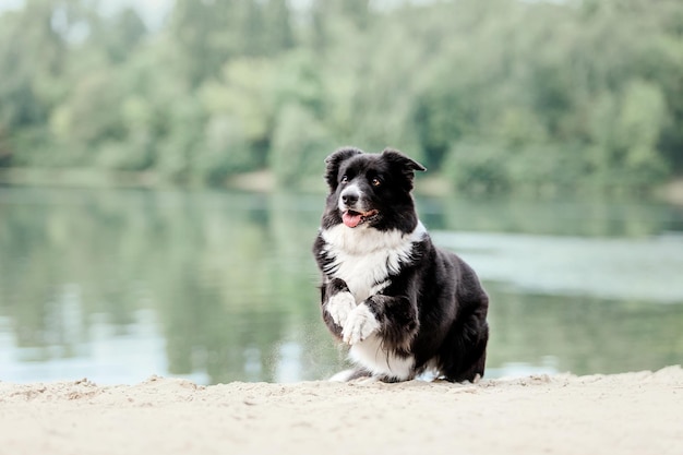 Border collie-hond in de ochtend