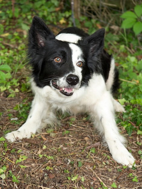 Border collie-hond in een gras buiten