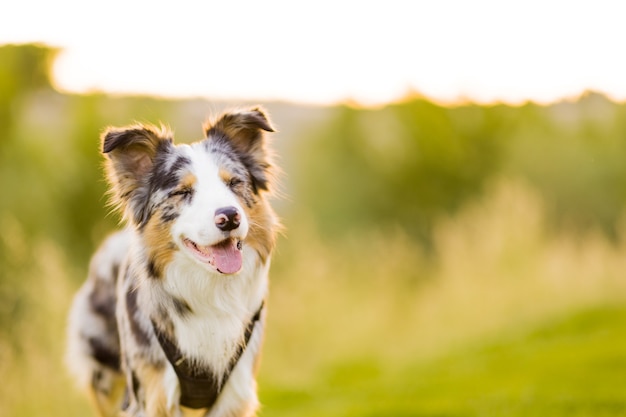 Border collie-hond in een natuurlijk huisdieromgevingsportret in een weide voor een schattige border collie