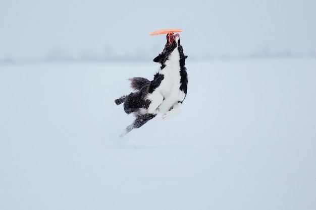 Border collie-hond in sneeuw